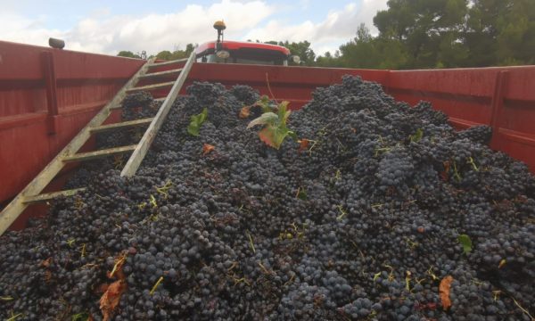 benne vendange carignan