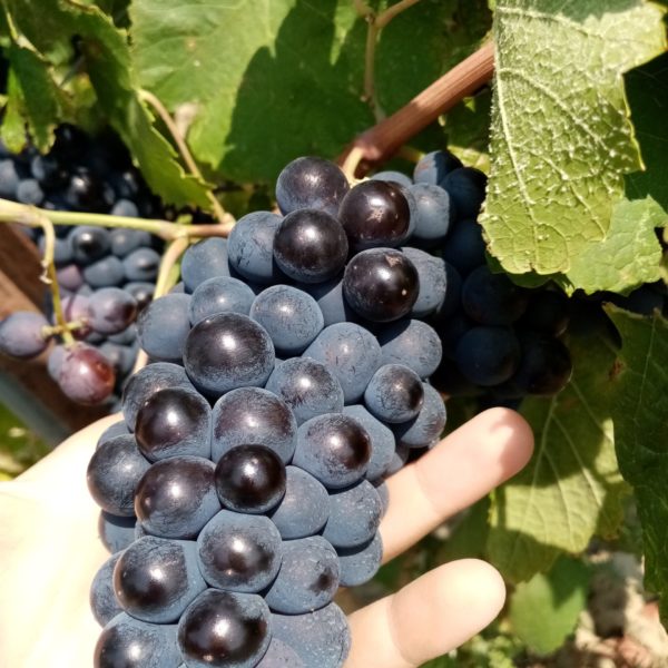 syrah